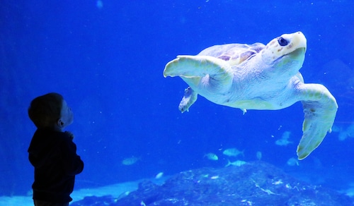 Coronavirus - Adventure Aquarium